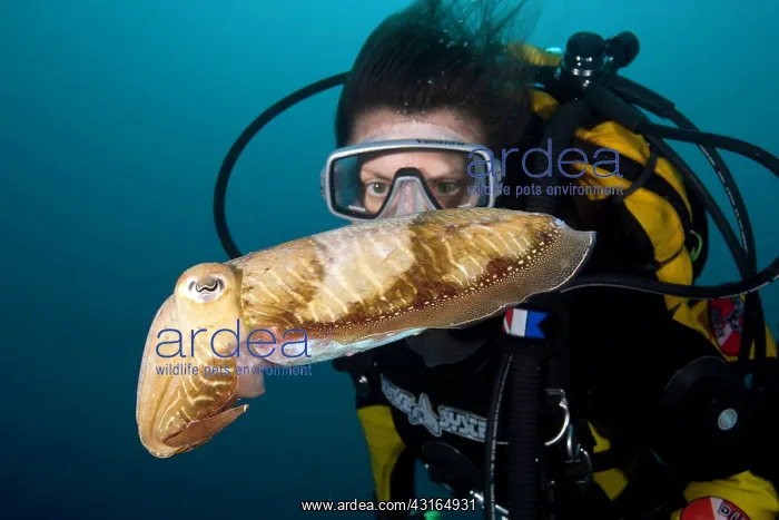 : Scuba diver with cuttlefish - Madeira Island Portugal Atlant : Scuba diver with cuttlefish - Madeira Island Portugal Atlant
