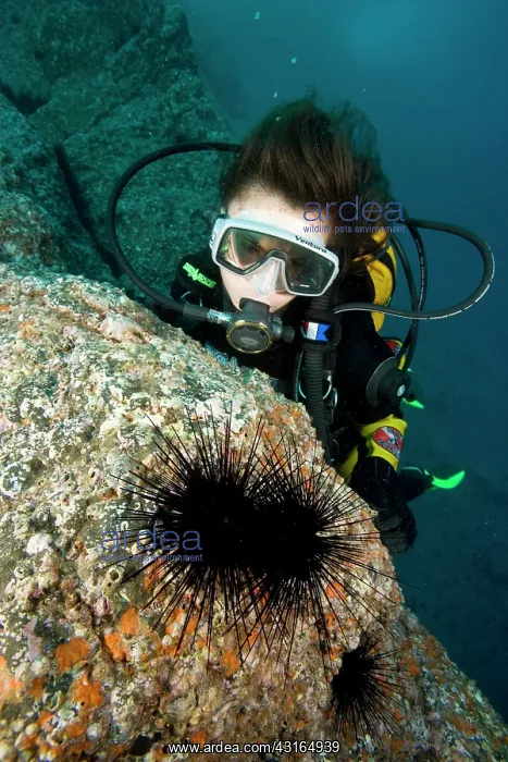 : scuba diver with diadema sea urchin - Madeira Island Portuga : scuba diver with diadema sea urchin - Madeira Island Portuga