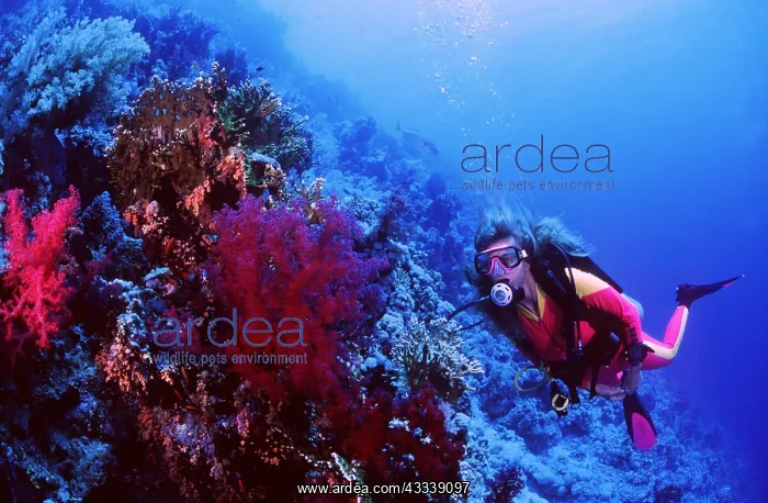 : SCUBA DIVER - diving beside reef : SCUBA DIVER - diving beside reef