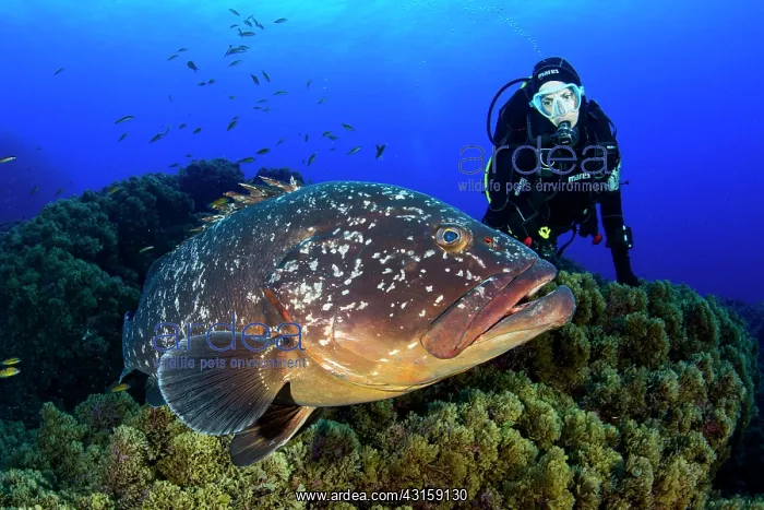 : Scuba diver with Dusky grouper, Epinephelus marginatus : Scuba diver with Dusky grouper, Epinephelus marginatus