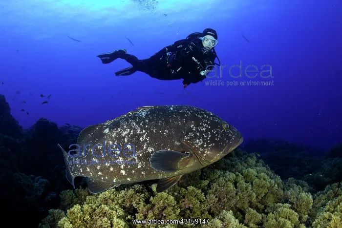 : Scuba diver with Dusky grouper, Epinephelus marginatus : Scuba diver with Dusky grouper, Epinephelus marginatus