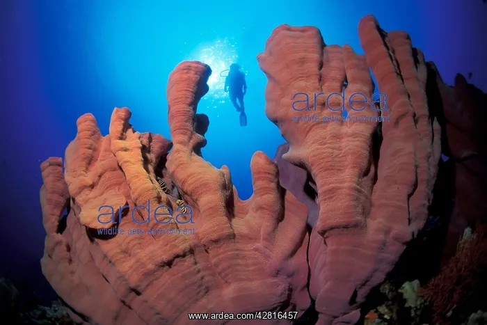 : Scuba diver and Elephant ear sponge, Ianthella basta, Walind : Scuba diver and Elephant ear sponge, Ianthella basta, Walind