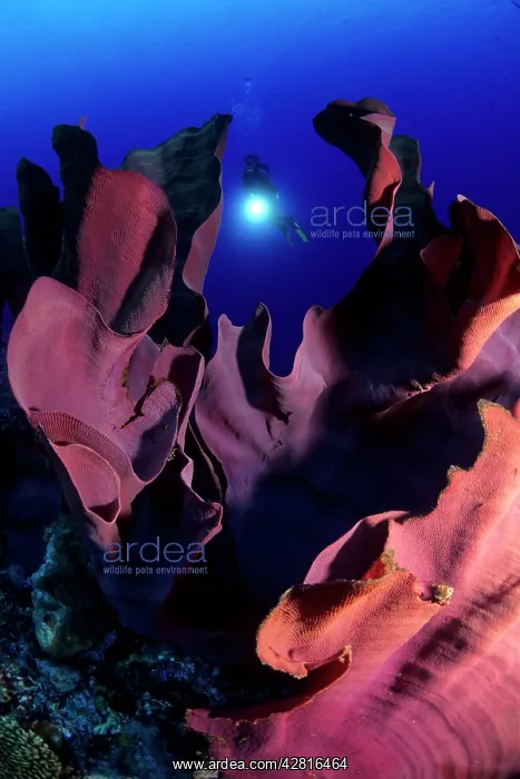 : Scuba diver and Elephant ear sponge, Ianthella basta, Walind : Scuba diver and Elephant ear sponge, Ianthella basta, Walind