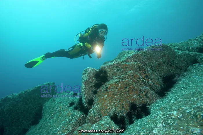 : scuba diver exploring the rocky bottom with diadema sea urch : scuba diver exploring the rocky bottom with diadema sea urch