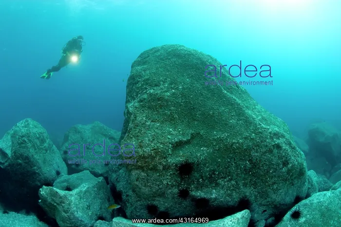 : scuba diver exploring the rocky bottom Madeira Island Portug : scuba diver exploring the rocky bottom Madeira Island Portug