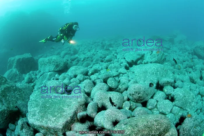 : scuba diver exploring the rocky bottom Madeira Island Portug : scuba diver exploring the rocky bottom Madeira Island Portug