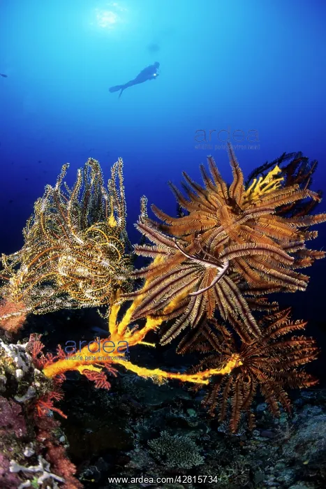  : Scuba diver and featherstar on the reef, Comantheria briareu