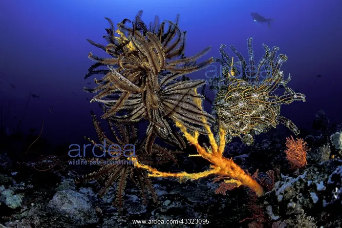  : Scuba diver and featherstar on the reef, Comantheria briareu