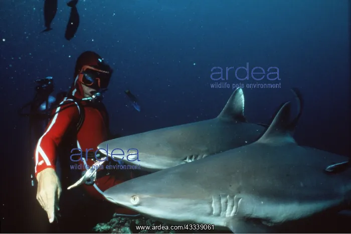 : Scuba Diver feeding Grey Reef Sharks : Scuba Diver feeding Grey Reef Sharks