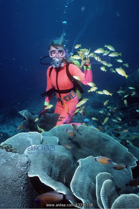 : Scuba DIVER - with fish and coral : Scuba DIVER - with fish and coral