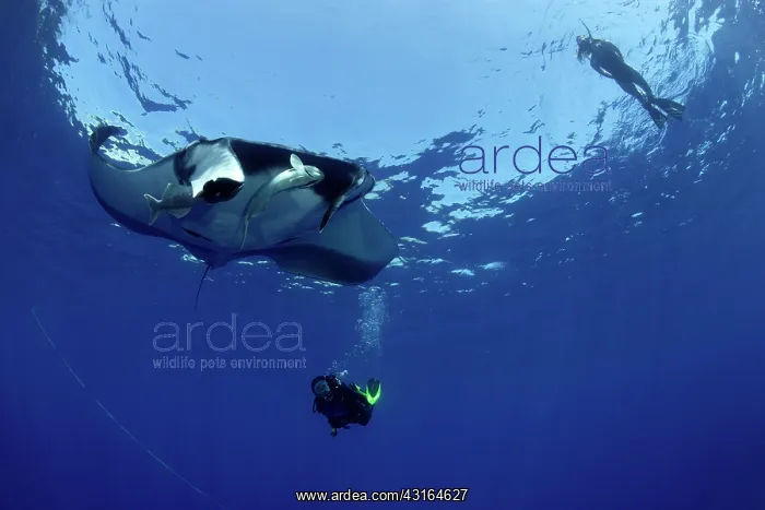: Scuba Diver free diver and Manta Ray - with Remora Suckerfis : Scuba Diver free diver and Manta Ray - with Remora Suckerfis