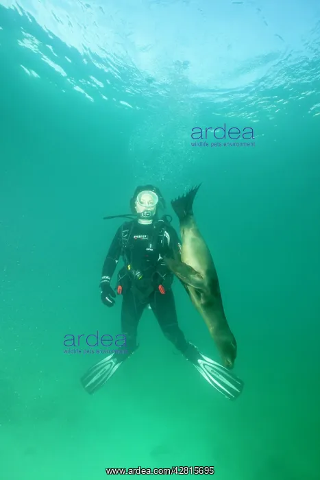 : Scuba diver with Galapagos Sea Lion - Galapagos Islands UNES : Scuba diver with Galapagos Sea Lion - Galapagos Islands UNES