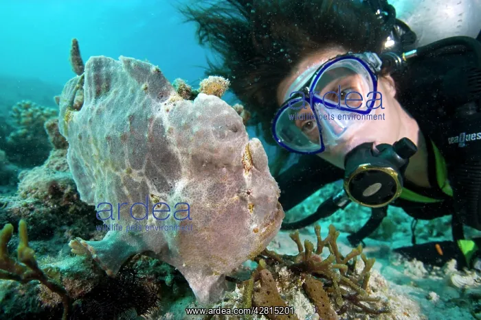 : Scuba diver and giant frogfish Antennarius commersonii Ombak : Scuba diver and giant frogfish Antennarius commersonii Ombak