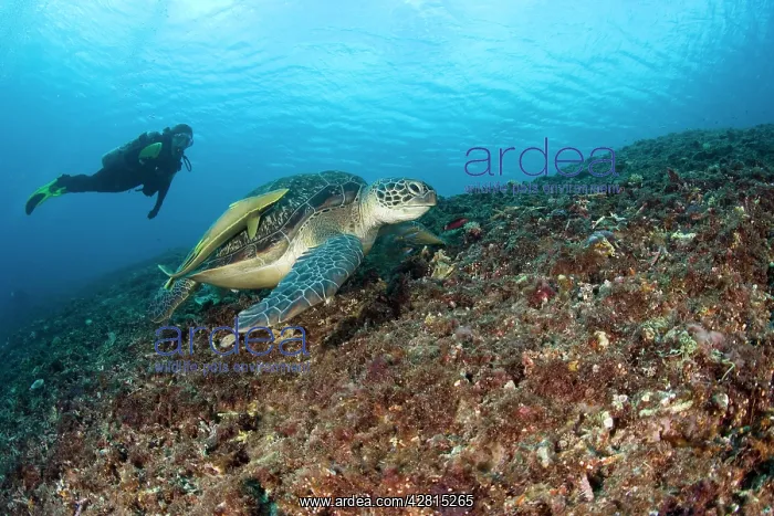 : Scuba diver with green sea turtle Chelonia mydas Meno wall d : Scuba diver with green sea turtle Chelonia mydas Meno wall d