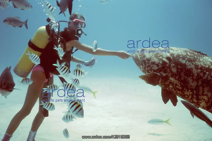 : Scuba diver - with Grouper and Zebra fish : Scuba diver - with Grouper and Zebra fish