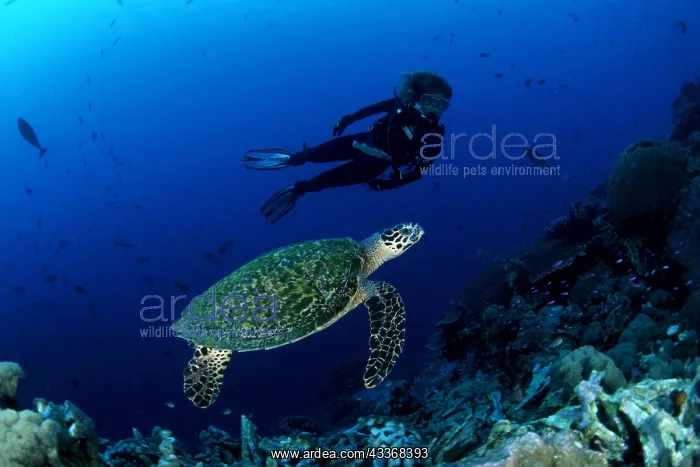 : Scuba diver and Hawksbill turtle, Eretmochelys imbricata, Cr : Scuba diver and Hawksbill turtle, Eretmochelys imbricata, Cr
