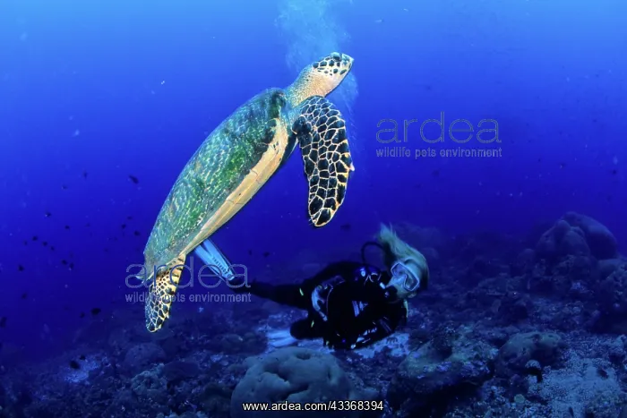 : Scuba diver and Hawksbill turtle, Eretmochelys imbricata, Cr : Scuba diver and Hawksbill turtle, Eretmochelys imbricata, Cr