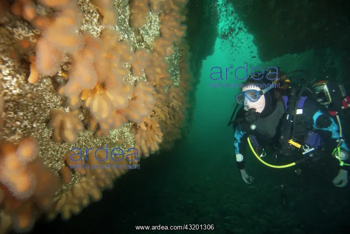 : A scuba diver inspects an underwater archway covered in Dead : A scuba diver inspects an underwater archway covered in Dead