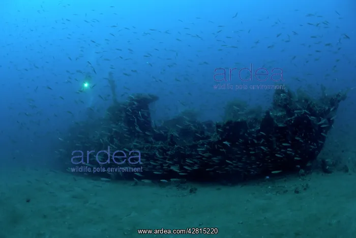 : Scuba diver with Japanese wreck of II World War Lombok islan : Scuba diver with Japanese wreck of II World War Lombok islan