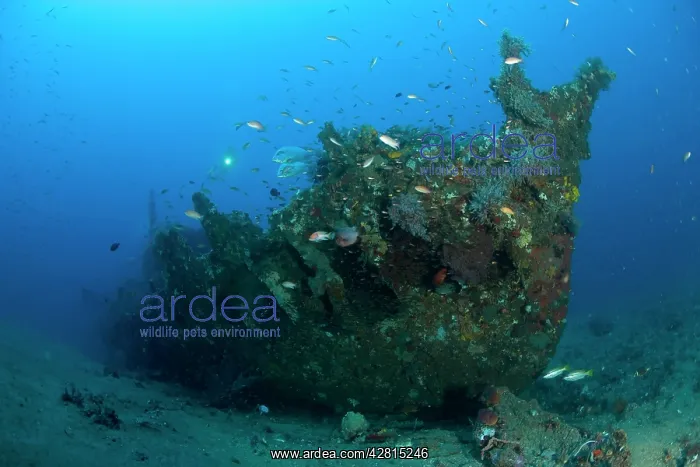 : Scuba diver with Japanese wreck of II World War Lombok islan : Scuba diver with Japanese wreck of II World War Lombok islan