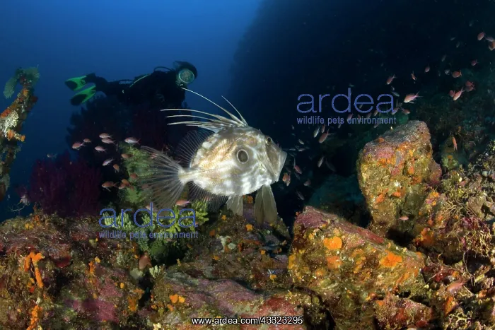 : scuba diver with John Dory, Zeus faber, Marine Protected are : scuba diver with John Dory, Zeus faber, Marine Protected are
