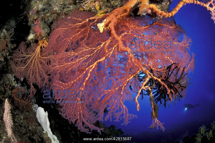 : Scuba diver and large seafan, Melithaea sp. West New Britai : Scuba diver and large seafan, Melithaea sp. West New Britai