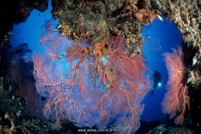 : Scuba diver and large seafan in a pass through, Melithaea sp : Scuba diver and large seafan in a pass through, Melithaea sp