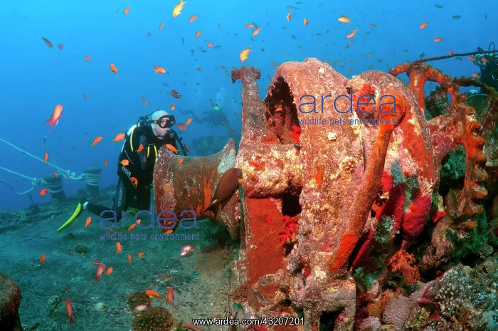 : Scuba diver looking at winch of shipwreck SS Thistlegorm : Scuba diver looking at winch of shipwreck SS Thistlegorm