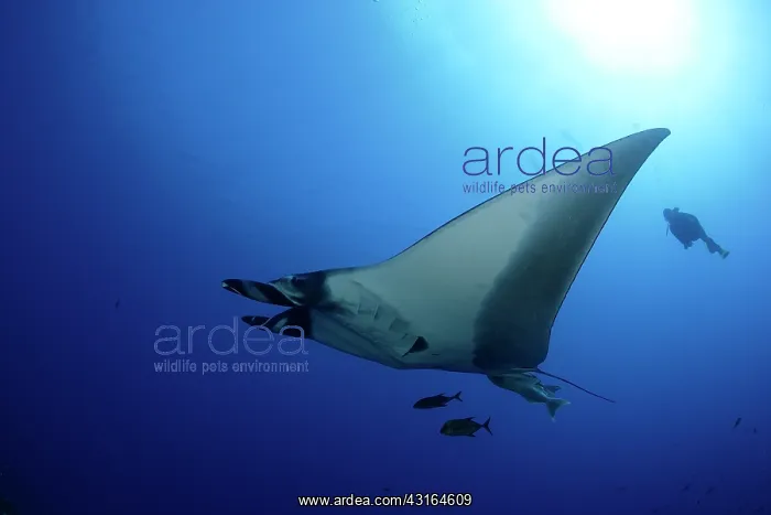 : Scuba Diver and Manta Ray - with Remora Suckerfish (Remora r : Scuba Diver and Manta Ray - with Remora Suckerfish (Remora r