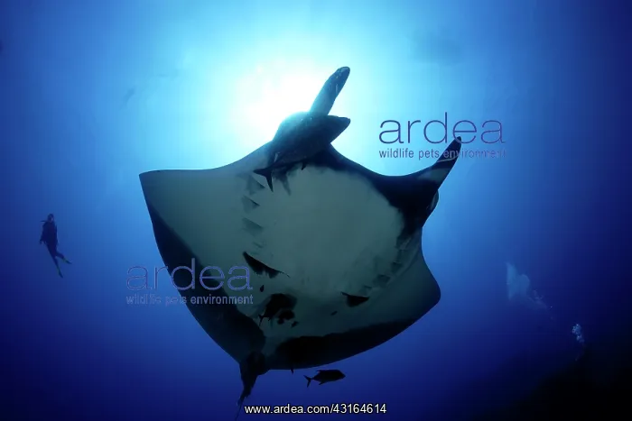 : Scuba Diver and Manta Ray - with Remora Suckerfish (Remora r : Scuba Diver and Manta Ray - with Remora Suckerfish (Remora r