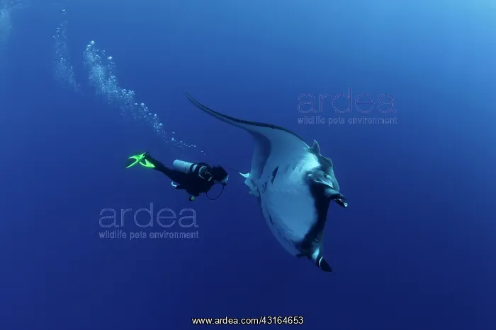 : Scuba Diver and Manta Ray - with Remora Suckerfish (Remora r : Scuba Diver and Manta Ray - with Remora Suckerfish (Remora r