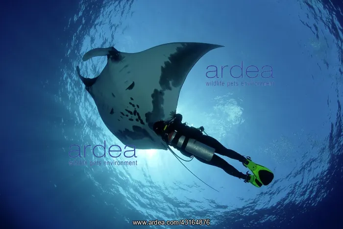: Scuba Diver and Manta Ray - with Remora Suckerfish (Remora r : Scuba Diver and Manta Ray - with Remora Suckerfish (Remora r
