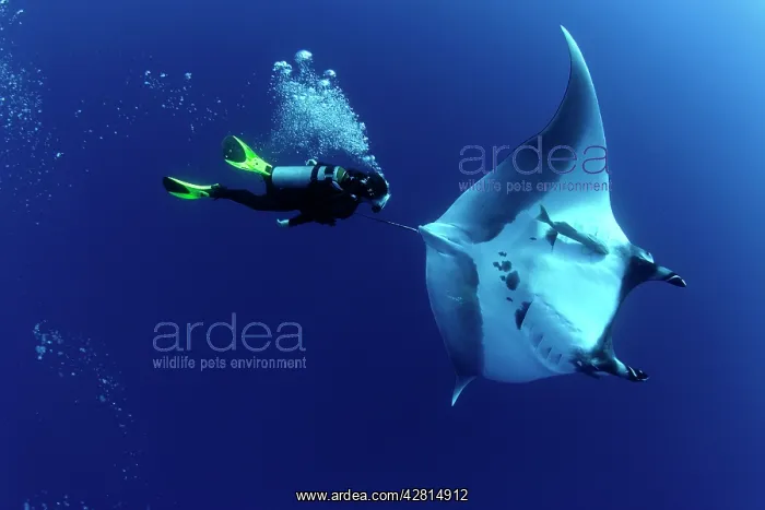: Scuba Diver and Manta Ray - San Benedicto, Revillagigedo, So : Scuba Diver and Manta Ray - San Benedicto, Revillagigedo, So