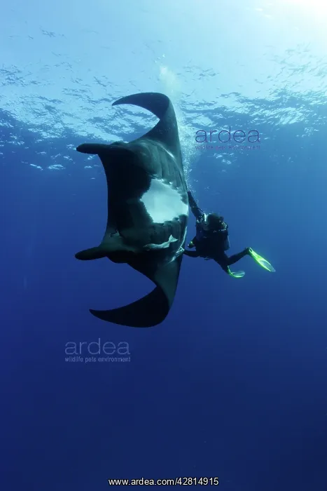 : Scuba Diver and Manta Ray - San Benedicto, Revillagigedo, So : Scuba Diver and Manta Ray - San Benedicto, Revillagigedo, So