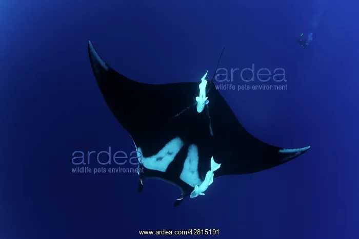 : Scuba Diver and Manta Ray - San Benedicto, Revillagigedo, So : Scuba Diver and Manta Ray - San Benedicto, Revillagigedo, So