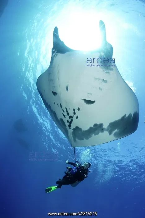 : Scuba Diver and Manta Ray - San Benedicto, Revillagigedo, So : Scuba Diver and Manta Ray - San Benedicto, Revillagigedo, So