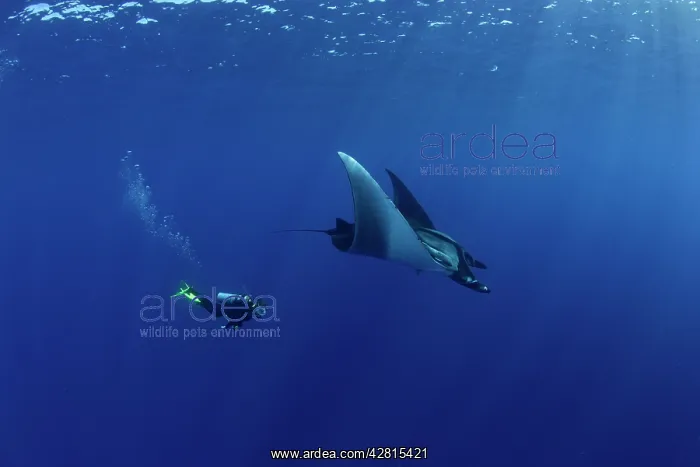 : Scuba Diver and Manta Ray - San Benedicto, Revillagigedo, So : Scuba Diver and Manta Ray - San Benedicto, Revillagigedo, So