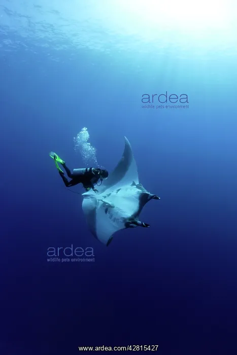 : Scuba Diver and Manta Ray - San Benedicto, Revillagigedo, So : Scuba Diver and Manta Ray - San Benedicto, Revillagigedo, So