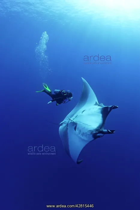 : Scuba Diver and Manta Ray - San Benedicto, Revillagigedo, So : Scuba Diver and Manta Ray - San Benedicto, Revillagigedo, So