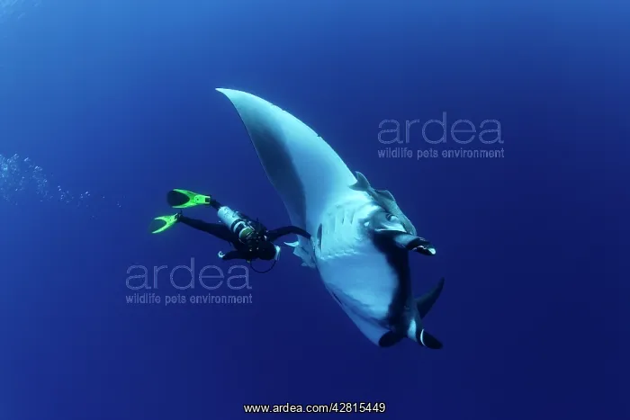 : Scuba Diver and Manta Ray - San Benedicto, Revillagigedo, So : Scuba Diver and Manta Ray - San Benedicto, Revillagigedo, So