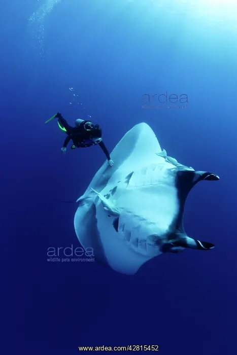 : Scuba Diver and Manta Ray - San Benedicto, Revillagigedo, So : Scuba Diver and Manta Ray - San Benedicto, Revillagigedo, So