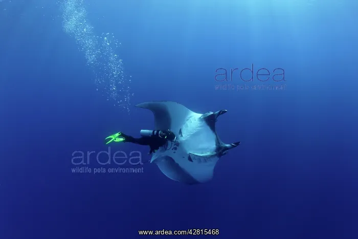 : Scuba Diver and Manta Ray - San Benedicto, Revillagigedo, So : Scuba Diver and Manta Ray - San Benedicto, Revillagigedo, So