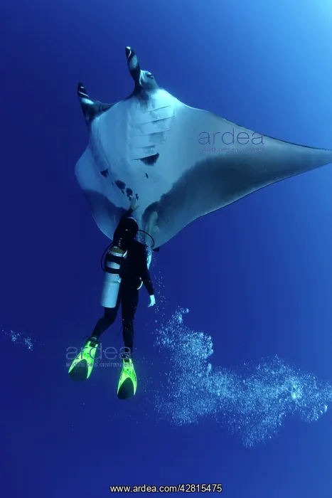 : Scuba Diver and Manta Ray - San Benedicto, Revillagigedo, So : Scuba Diver and Manta Ray - San Benedicto, Revillagigedo, So