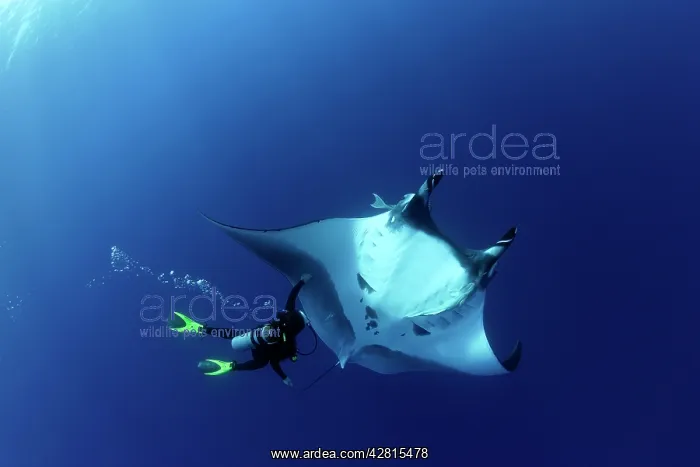 : Scuba Diver and Manta Ray - San Benedicto, Revillagigedo, So : Scuba Diver and Manta Ray - San Benedicto, Revillagigedo, So
