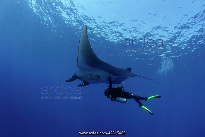 : Scuba Diver and Manta Ray - San Benedicto, Revillagigedo, So : Scuba Diver and Manta Ray - San Benedicto, Revillagigedo, So