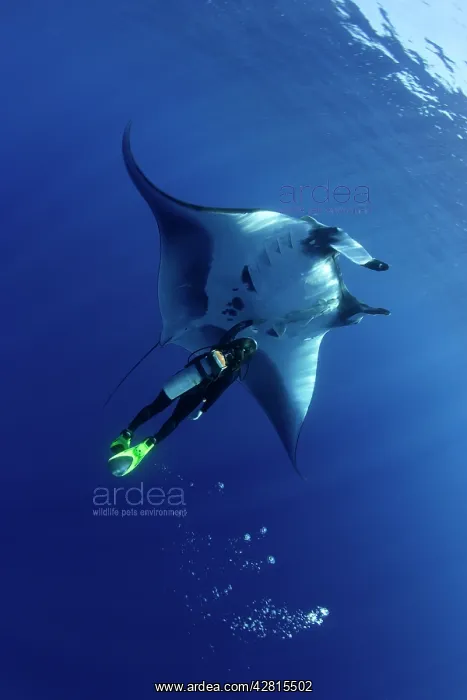 : Scuba Diver and Manta Ray - San Benedicto, Revillagigedo, So : Scuba Diver and Manta Ray - San Benedicto, Revillagigedo, So
