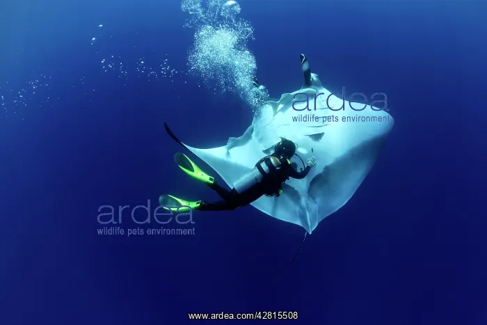  : Scuba Diver and Manta Ray - San Benedicto, Revillagigedo, So
