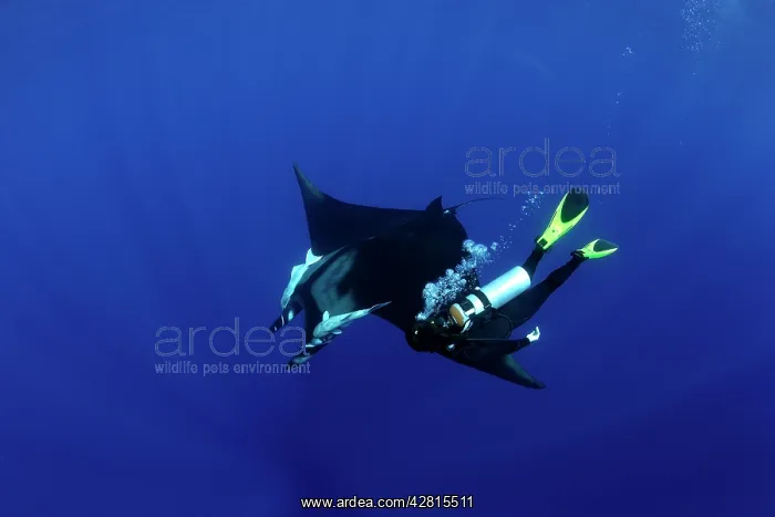 : Scuba Diver and Manta Ray - San Benedicto, Revillagigedo, So : Scuba Diver and Manta Ray - San Benedicto, Revillagigedo, So