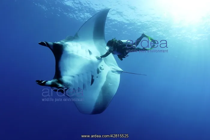 : Scuba Diver and Manta Ray - San Benedicto, Revillagigedo, So : Scuba Diver and Manta Ray - San Benedicto, Revillagigedo, So