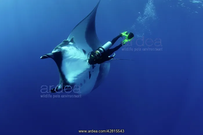: Scuba Diver and Manta Ray - San Benedicto, Revillagigedo, So : Scuba Diver and Manta Ray - San Benedicto, Revillagigedo, So